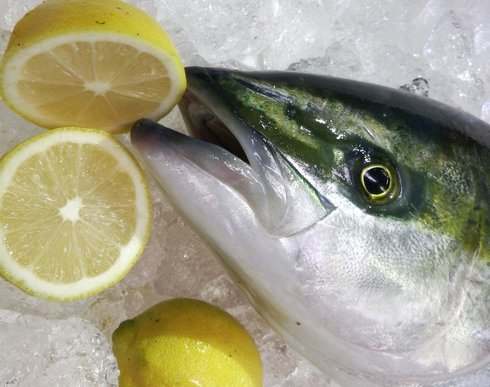 おおたけ水産GOGO市で使える「鮮魚購入券1,000円」5名様！  FMはつか 