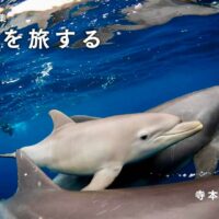 寺本英仁が撮る水中世界―写真集「海を旅する」（ブックマン社）を3名様に！